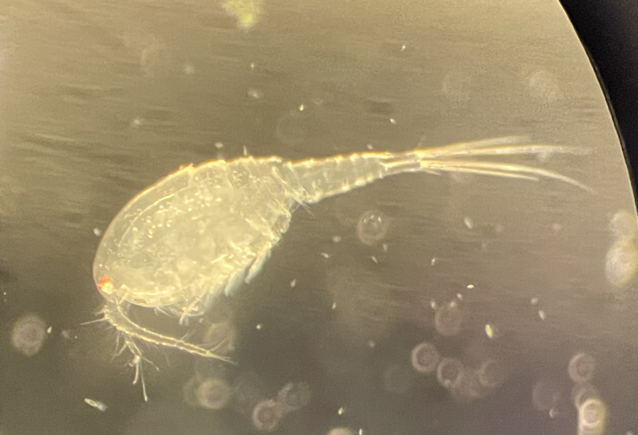 A copepod infected with a tapeworm